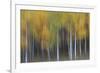 USA, Colorado, San Juan Mountains. Abstract of aspen trees.-Jaynes Gallery-Framed Photographic Print