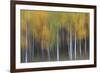 USA, Colorado, San Juan Mountains. Abstract of aspen trees.-Jaynes Gallery-Framed Photographic Print