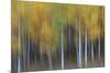 USA, Colorado, San Juan Mountains. Abstract of aspen trees.-Jaynes Gallery-Mounted Photographic Print