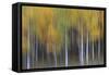 USA, Colorado, San Juan Mountains. Abstract of aspen trees.-Jaynes Gallery-Framed Stretched Canvas