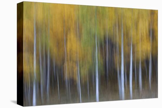 USA, Colorado, San Juan Mountains. Abstract of aspen trees.-Jaynes Gallery-Stretched Canvas