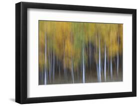 USA, Colorado, San Juan Mountains. Abstract of aspen trees.-Jaynes Gallery-Framed Photographic Print