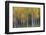 USA, Colorado, San Juan Mountains. Abstract of aspen trees.-Jaynes Gallery-Framed Photographic Print