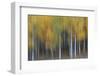 USA, Colorado, San Juan Mountains. Abstract of aspen trees.-Jaynes Gallery-Framed Photographic Print