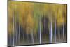 USA, Colorado, San Juan Mountains. Abstract of aspen trees.-Jaynes Gallery-Mounted Photographic Print