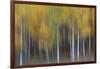 USA, Colorado, San Juan Mountains. Abstract of aspen trees.-Jaynes Gallery-Framed Photographic Print