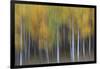 USA, Colorado, San Juan Mountains. Abstract of aspen trees.-Jaynes Gallery-Framed Photographic Print