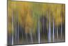 USA, Colorado, San Juan Mountains. Abstract of aspen trees.-Jaynes Gallery-Mounted Photographic Print