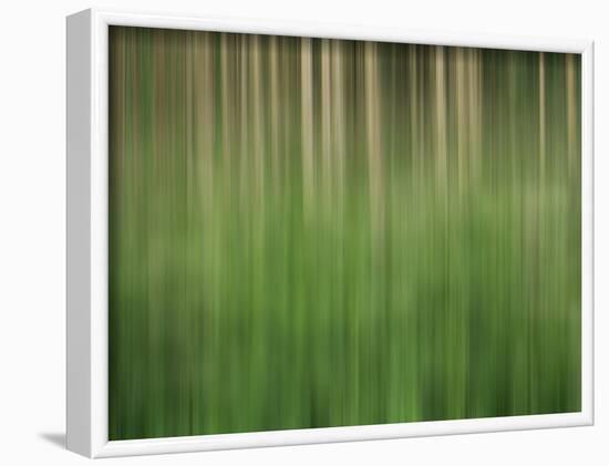 USA, Colorado, San Juan Mountains. Aspen grove abstract.-Jaynes Gallery-Framed Photographic Print