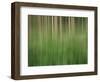 USA, Colorado, San Juan Mountains. Aspen grove abstract.-Jaynes Gallery-Framed Photographic Print