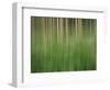 USA, Colorado, San Juan Mountains. Aspen grove abstract.-Jaynes Gallery-Framed Photographic Print