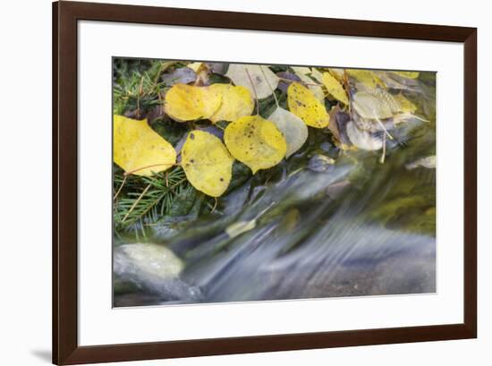 USA, Colorado, San Juan Mountains. Aspen leaves in stream.-Jaynes Gallery-Framed Premium Photographic Print