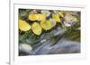 USA, Colorado, San Juan Mountains. Aspen leaves in stream.-Jaynes Gallery-Framed Premium Photographic Print