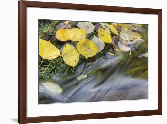USA, Colorado, San Juan Mountains. Aspen leaves in stream.-Jaynes Gallery-Framed Premium Photographic Print