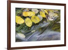 USA, Colorado, San Juan Mountains. Aspen leaves in stream.-Jaynes Gallery-Framed Premium Photographic Print