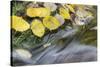 USA, Colorado, San Juan Mountains. Aspen leaves in stream.-Jaynes Gallery-Stretched Canvas