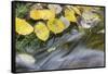 USA, Colorado, San Juan Mountains. Aspen leaves in stream.-Jaynes Gallery-Framed Stretched Canvas