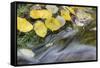 USA, Colorado, San Juan Mountains. Aspen leaves in stream.-Jaynes Gallery-Framed Stretched Canvas