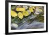 USA, Colorado, San Juan Mountains. Aspen leaves in stream.-Jaynes Gallery-Framed Photographic Print