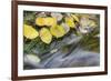 USA, Colorado, San Juan Mountains. Aspen leaves in stream.-Jaynes Gallery-Framed Premium Photographic Print