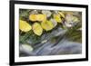 USA, Colorado, San Juan Mountains. Aspen leaves in stream.-Jaynes Gallery-Framed Premium Photographic Print