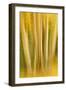 USA, Colorado, San Juan Mountains. Aspen Tree Abstract-Jaynes Gallery-Framed Photographic Print