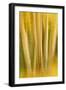 USA, Colorado, San Juan Mountains. Aspen Tree Abstract-Jaynes Gallery-Framed Photographic Print