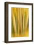 USA, Colorado, San Juan Mountains. Aspen Tree Abstract-Jaynes Gallery-Framed Photographic Print