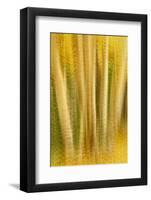 USA, Colorado, San Juan Mountains. Aspen Tree Abstract-Jaynes Gallery-Framed Photographic Print