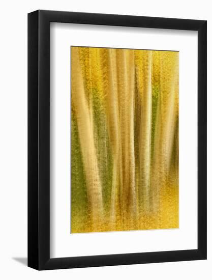 USA, Colorado, San Juan Mountains. Aspen Tree Abstract-Jaynes Gallery-Framed Photographic Print