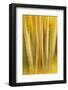 USA, Colorado, San Juan Mountains. Aspen Tree Abstract-Jaynes Gallery-Framed Photographic Print