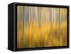 USA, Colorado, San Juan Mountains. Aspen tree abstract.-Jaynes Gallery-Framed Stretched Canvas