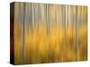 USA, Colorado, San Juan Mountains. Aspen tree abstract.-Jaynes Gallery-Stretched Canvas
