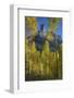 USA, Colorado, San Juan Mountains. Autumn aspen trees frame Chimney Rock.-Jaynes Gallery-Framed Photographic Print