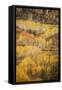 USA, Colorado, San Juan Mountains. Autumn-colored aspen forest on mountain slope.-Jaynes Gallery-Framed Stretched Canvas