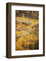 USA, Colorado, San Juan Mountains. Autumn-colored aspen forest on mountain slope.-Jaynes Gallery-Framed Photographic Print