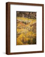 USA, Colorado, San Juan Mountains. Autumn-colored aspen forest on mountain slope.-Jaynes Gallery-Framed Photographic Print