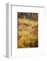 USA, Colorado, San Juan Mountains. Autumn-colored aspen forest on mountain slope.-Jaynes Gallery-Framed Photographic Print