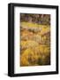 USA, Colorado, San Juan Mountains. Autumn-colored aspen forest on mountain slope.-Jaynes Gallery-Framed Photographic Print