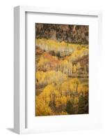 USA, Colorado, San Juan Mountains. Autumn-colored aspen forest on mountain slope.-Jaynes Gallery-Framed Photographic Print