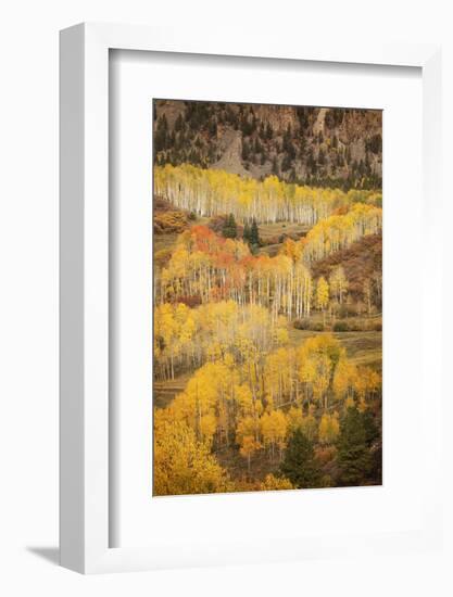 USA, Colorado, San Juan Mountains. Autumn-colored aspen forest on mountain slope.-Jaynes Gallery-Framed Photographic Print