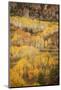 USA, Colorado, San Juan Mountains. Autumn-colored aspen forest on mountain slope.-Jaynes Gallery-Mounted Photographic Print