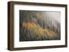 USA, Colorado, San Juan Mountains. Autumn Snowfall on Forest-Don Grall-Framed Photographic Print