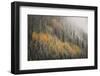 USA, Colorado, San Juan Mountains. Autumn Snowfall on Forest-Don Grall-Framed Photographic Print