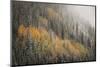 USA, Colorado, San Juan Mountains. Autumn Snowfall on Forest-Don Grall-Mounted Photographic Print