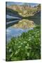 USA, Colorado, San Juan Mountains. Clear Lake Reflection and Marigolds-Jaynes Gallery-Stretched Canvas