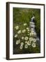 USA, Colorado, San Juan Mountains. Daisies next to stream.-Cathy and Gordon Illg-Framed Photographic Print