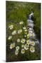 USA, Colorado, San Juan Mountains. Daisies next to stream.-Cathy and Gordon Illg-Mounted Photographic Print