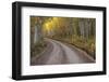 USA, Colorado, San Juan Mountains. Dirt road through aspen forest.-Jaynes Gallery-Framed Photographic Print