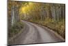 USA, Colorado, San Juan Mountains. Dirt road through aspen forest.-Jaynes Gallery-Mounted Photographic Print